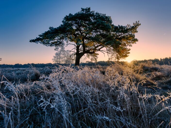 Hoorneboegseheide in de winter